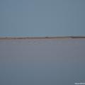 08/08/2012 12:12 - ©2012, Marjorie Mercier, Parc Naturel Régional de Camargue / Tour du Valat 1208081212MM0011.jpg